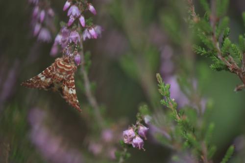 Réf. 203 223 : Anarta myrtilli